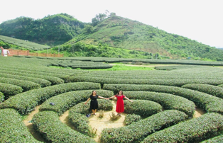 ベトナムのお茶畑の写真