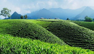 ベトナムのお茶畑の写真