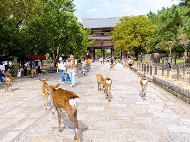 奈良公園の写真